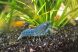 Blue brazos dwarf crayfish peacefully standing in a freshwater aquarium for sale at The Shrimp Farm.