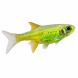 Microdevario kubotai neon green nano fish isolated on white background with iridescent green body and translucent fins