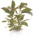 Hygrophila Corymbosa easy stem plant for shrimp tanks for sale at The Shrimp Farm