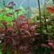 Ludwigia Super Red Mini