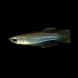 Norman’s Lampeye Killifish with glowing blue stripe on black background in freshwater aquarium