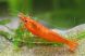 An Orange Pumpkin Spice Sakura shrimp swimming in a freshwater aquarium, showcasing its unique orange coloration.