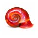 Buy the best Red Ramshorn Snails online at The Shrimp Farm
