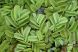 Salvinia Natans easy floating aquarium plant for sale at The Shrimp Farm