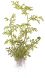 Water sprite aquarium plant for shrimp tank