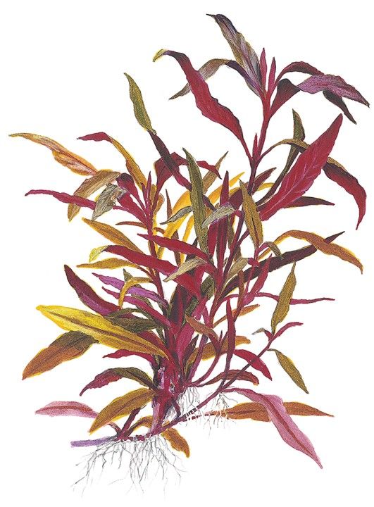 Alternanthera Reineckii Red Aquarium Plant | Easy Stem Plant