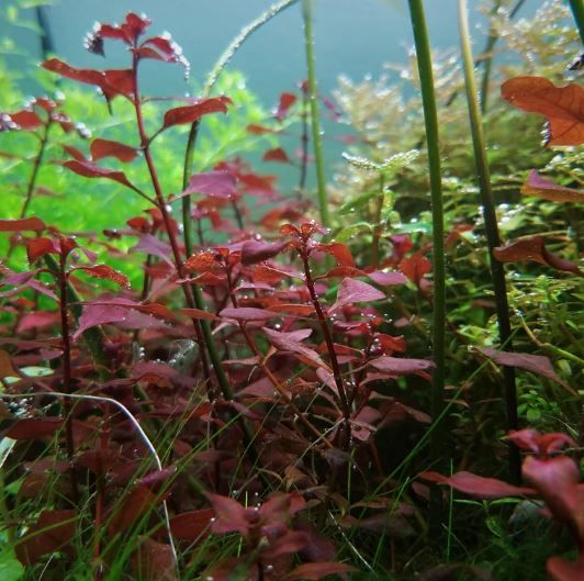 Ludwigia Super Red Mini for Sale | Vibrant Red Aquarium Plant