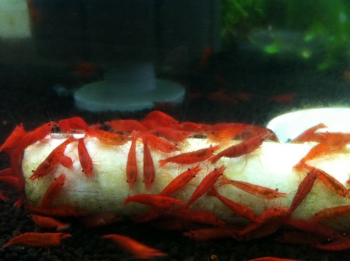 Falde tilbage krans stavelse Red Cherry Shrimp - The Algae Eater