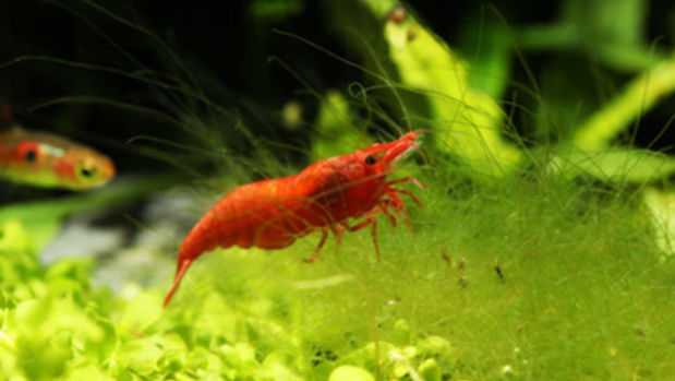 Cherry Shrimp Feeding on Algae in Freshwater Aquarium