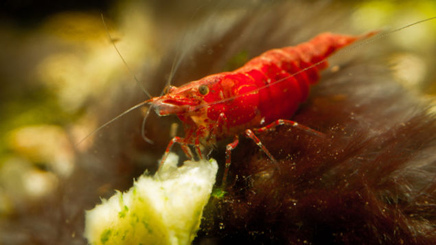 Cherry Shrimp Feeding on Vegetables in a Freshwater Aquarium