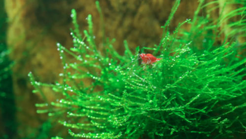 Cherry Shrimp in a Beautifully Planted Freshwater Aquarium