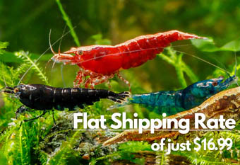 A banner image featuring a collection of diversely colored shrimp including black, red, blue and gold variety, swimming in a lush green plant background. The banner also displays the flat shipping rate of $14.99.