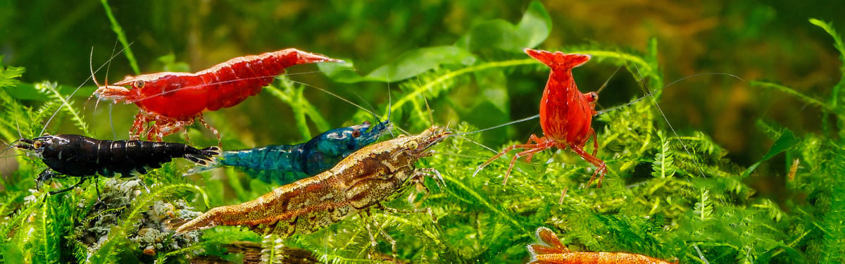 Fresh water aquarium shrimp at the shrimp farm - Flat Shipping Rate of just $18.99 A banner image featuring a collection of diversely colored shrimp including black, red, blue and gold variety, swimming in a lush green plant background. The banner also displays the flat shipping rate of $18.99.