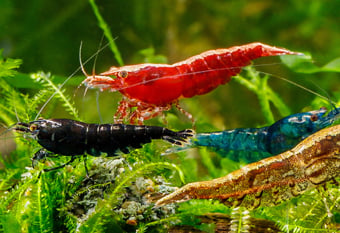 Fresh water aquarium shrimp at the shrimp farm - Flat Shipping Rate of just $18.99 A banner image featuring a collection of diversely colored shrimp including black, red, blue and gold variety, swimming in a lush green plant background. The banner also displays the flat shipping rate of $18.99.