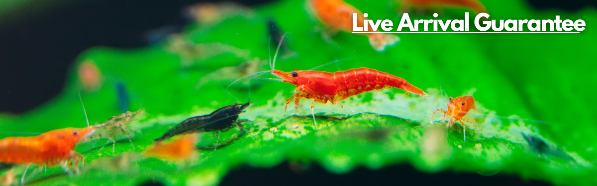 An image of a group of shrimp standing on a leaf with a label 'Live Arrival Guarantee' prominently displayed at the top right corner